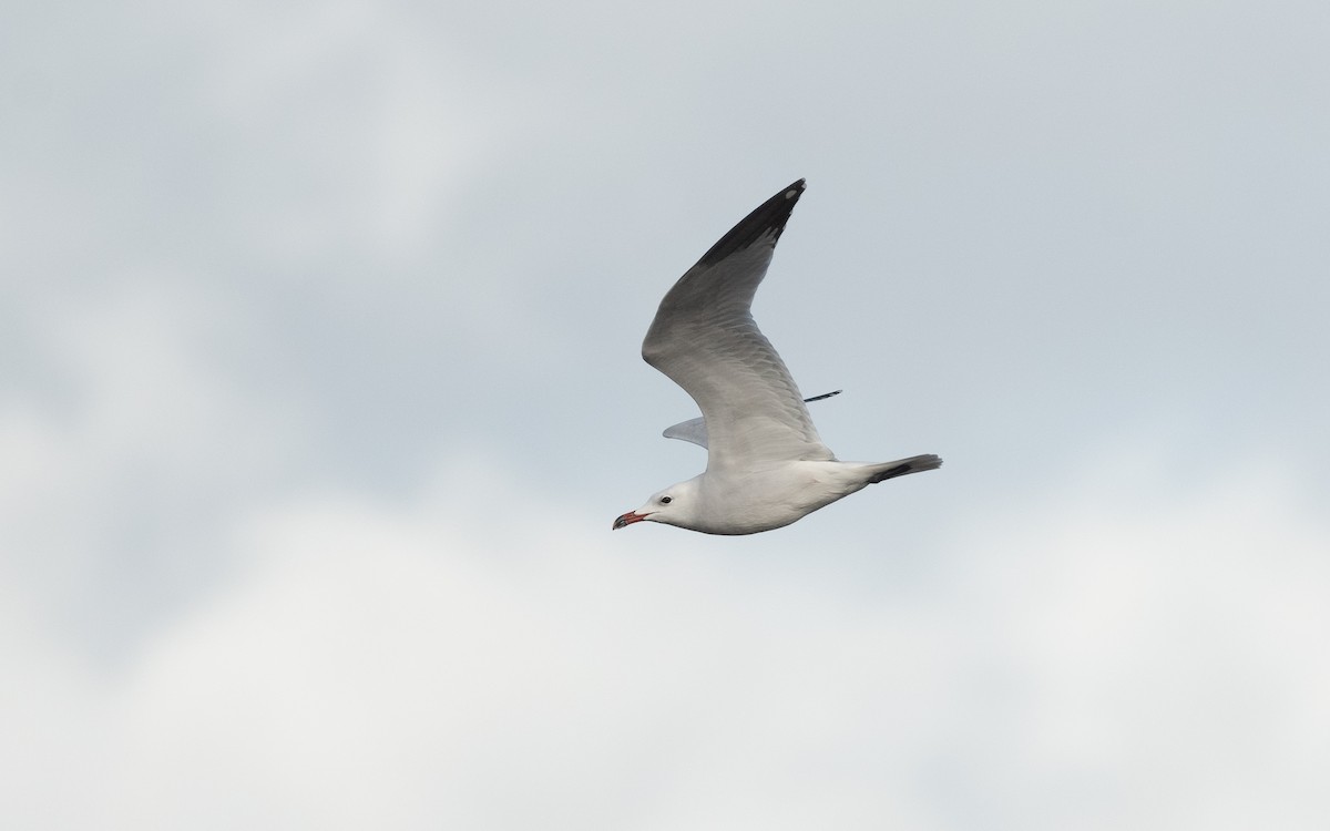 Audouin's Gull - ML516375191