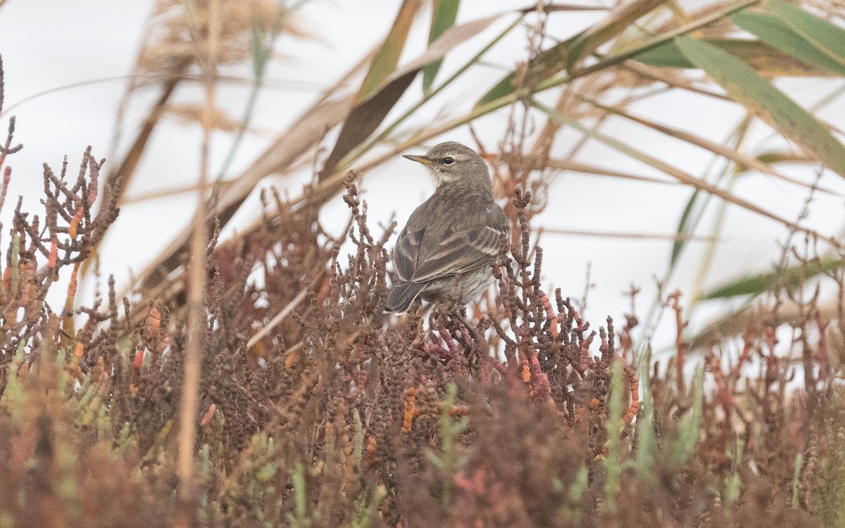 Water Pipit - ML516375791