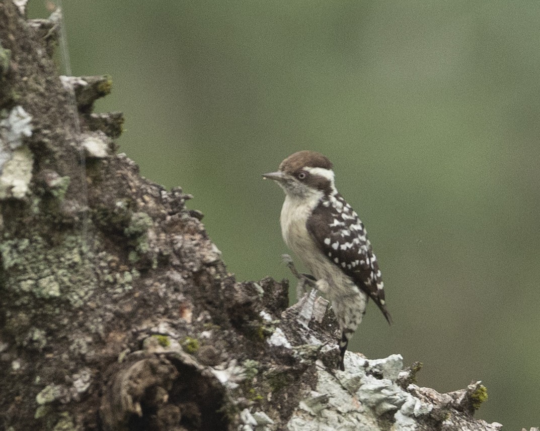 Brown-capped Pygmy Woodpecker - ML516376301