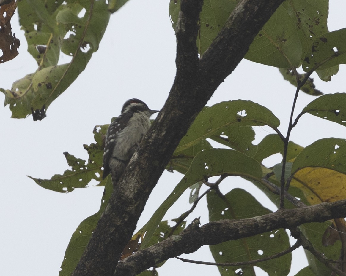 Brown-capped Pygmy Woodpecker - ML516376311