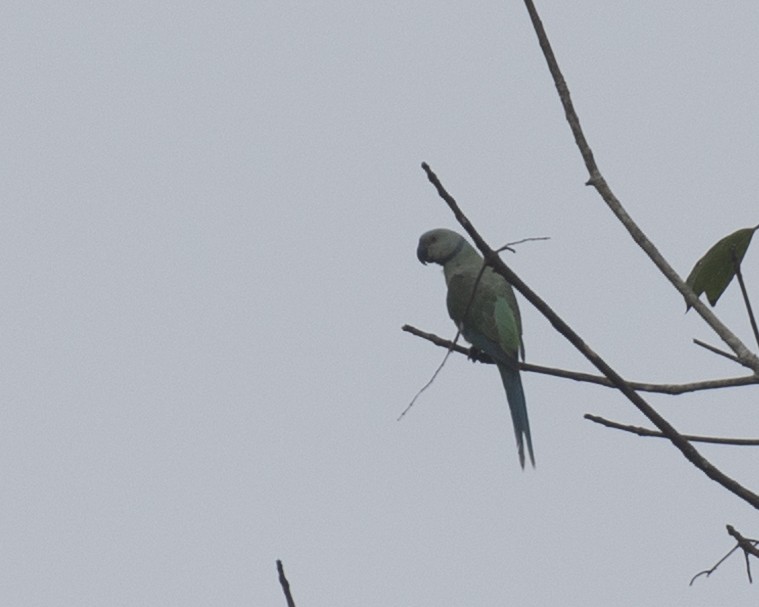 Malabar Parakeet - ML516376371