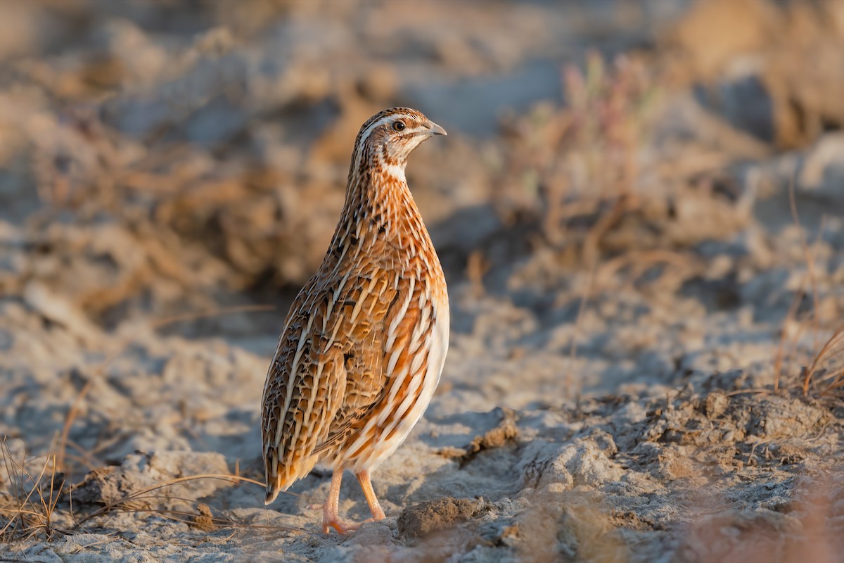 Common Quail - ML516377221