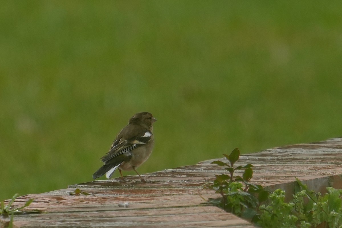 Common Chaffinch - ML516377251