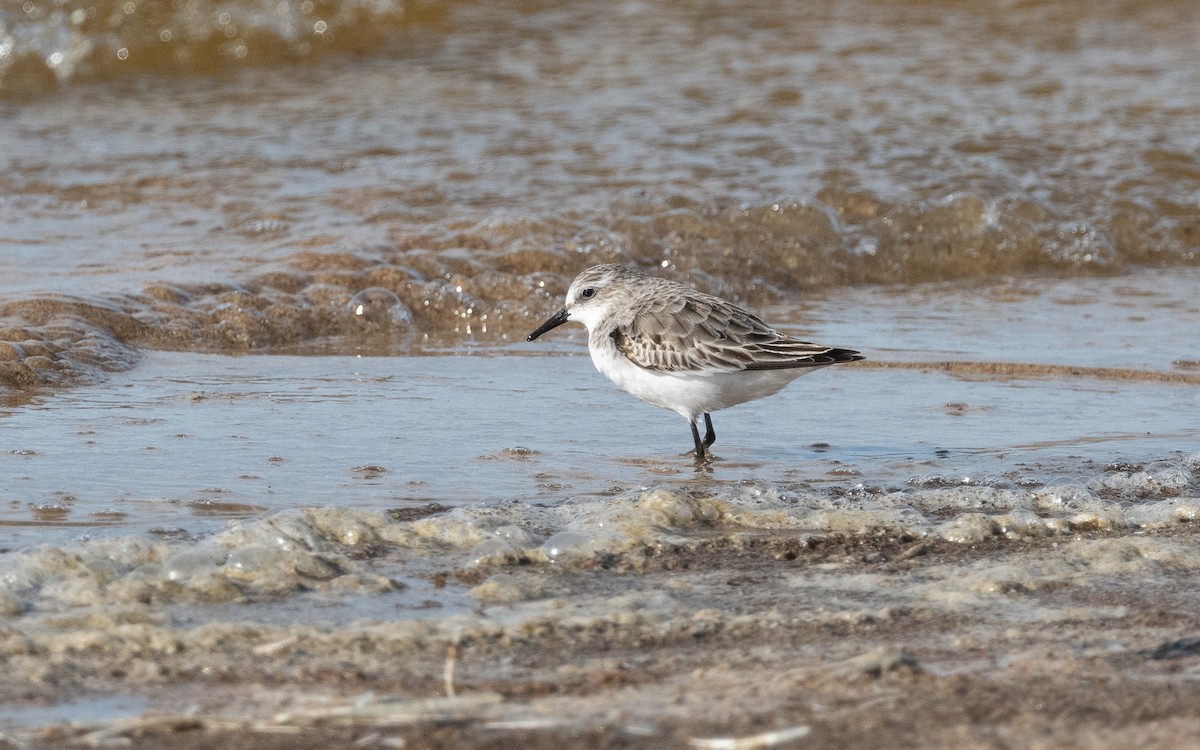 Little Stint - ML516377431