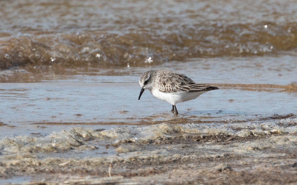 Little Stint - ML516377441