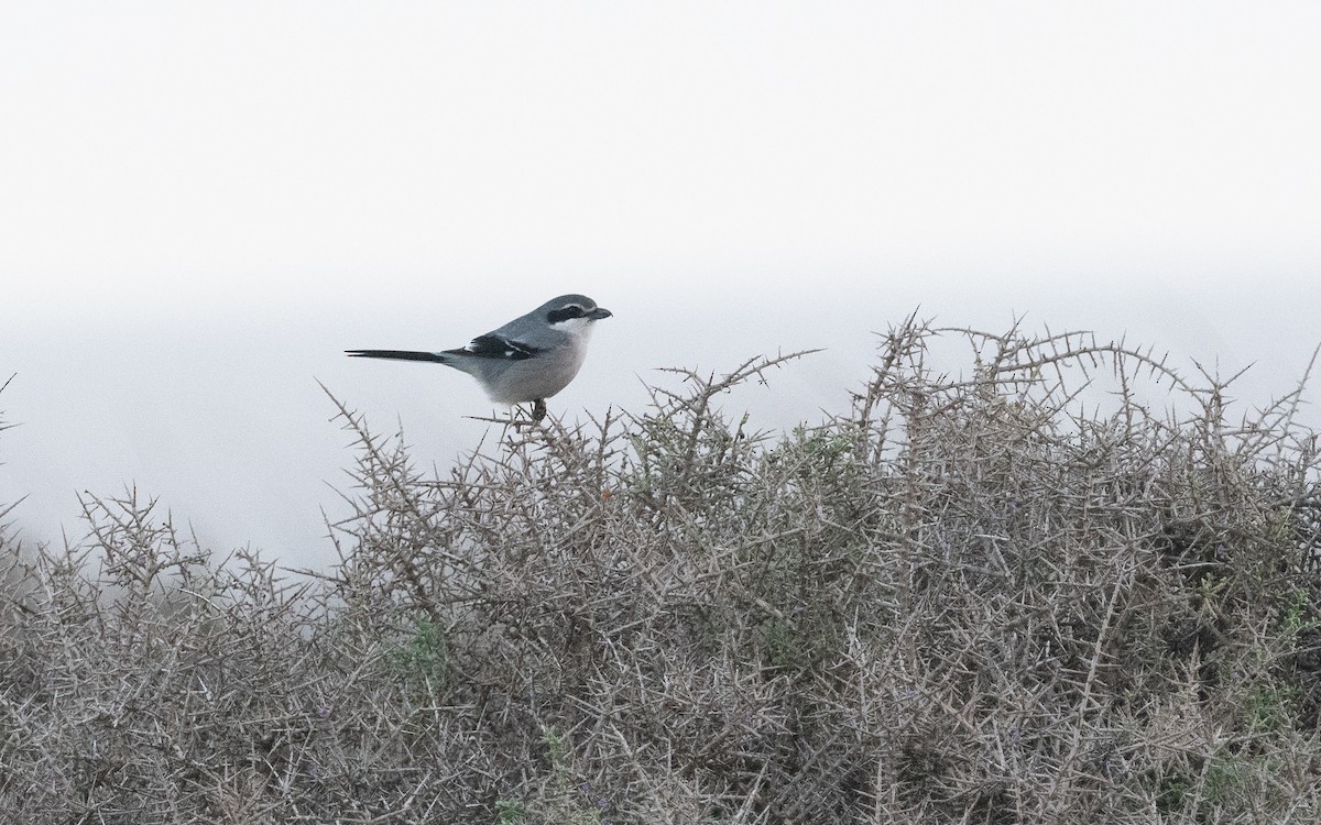 Iberian Gray Shrike - ML516378801