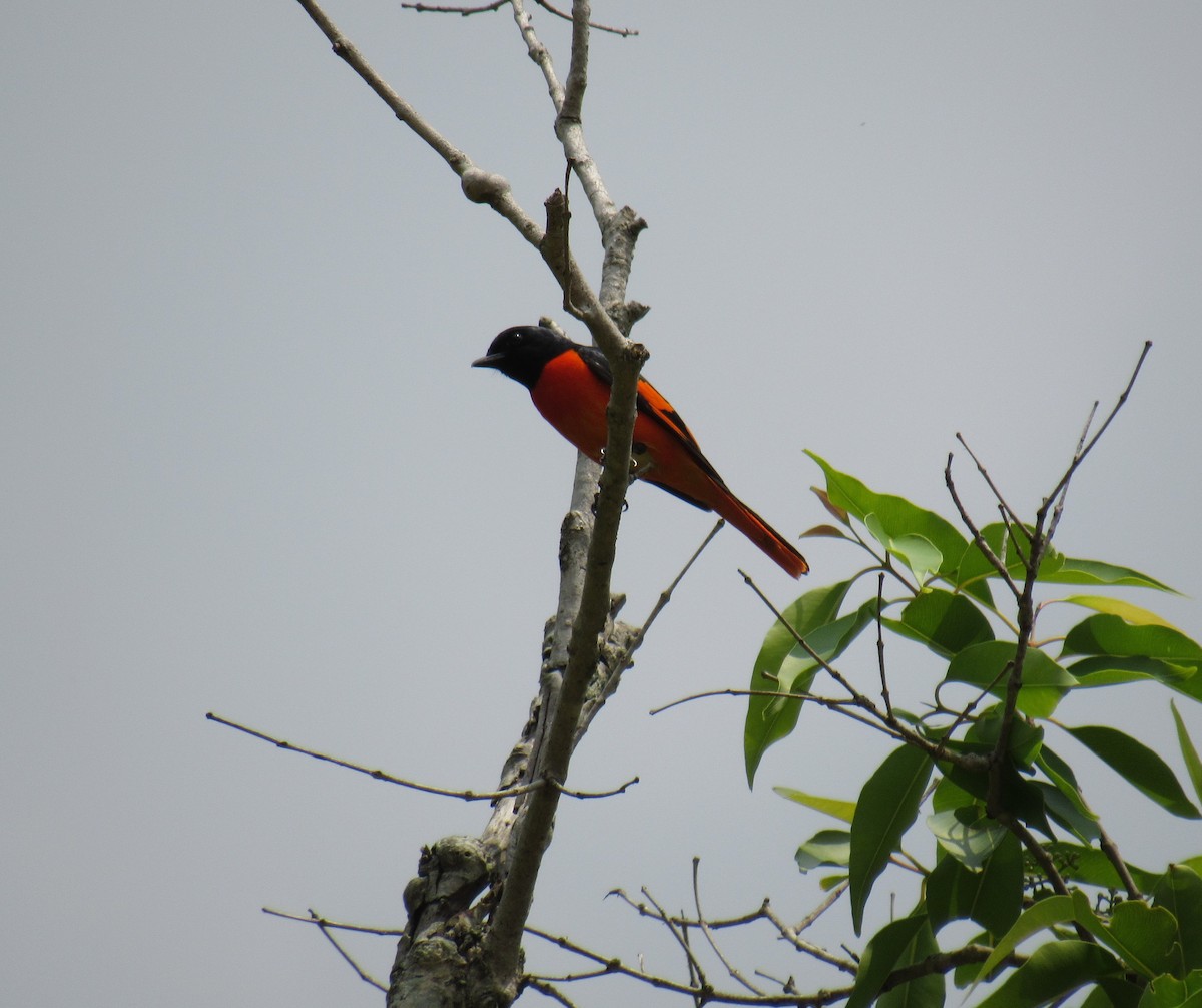 Orange Minivet - ML51637891