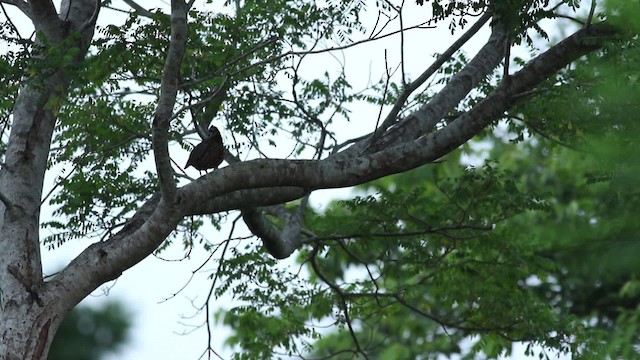 Black-throated Bobwhite - ML516380