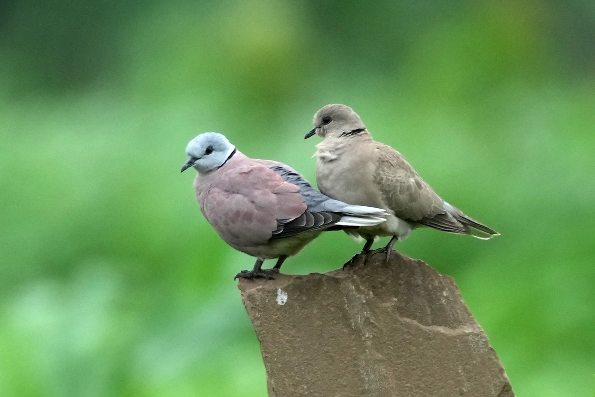 Red Collared-Dove - ML516380051