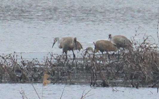 Sandhill Crane - ML51638011