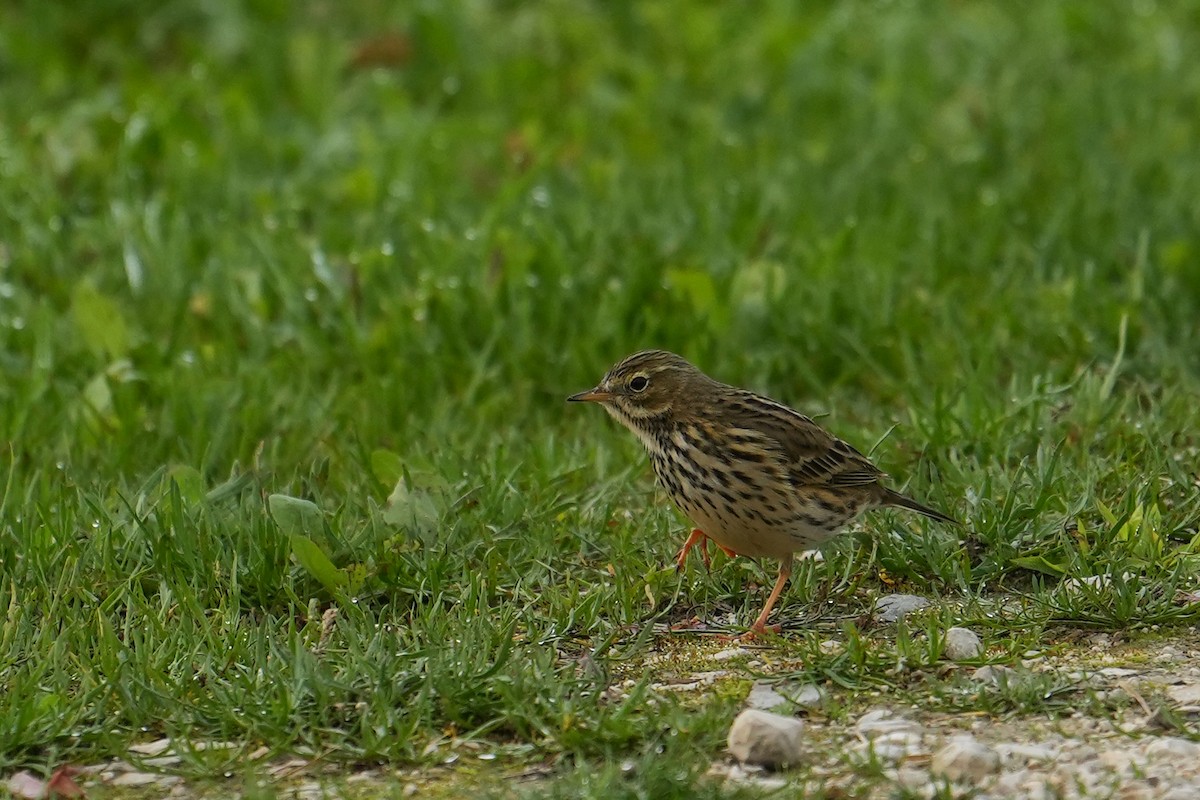 Meadow Pipit - ML516380231