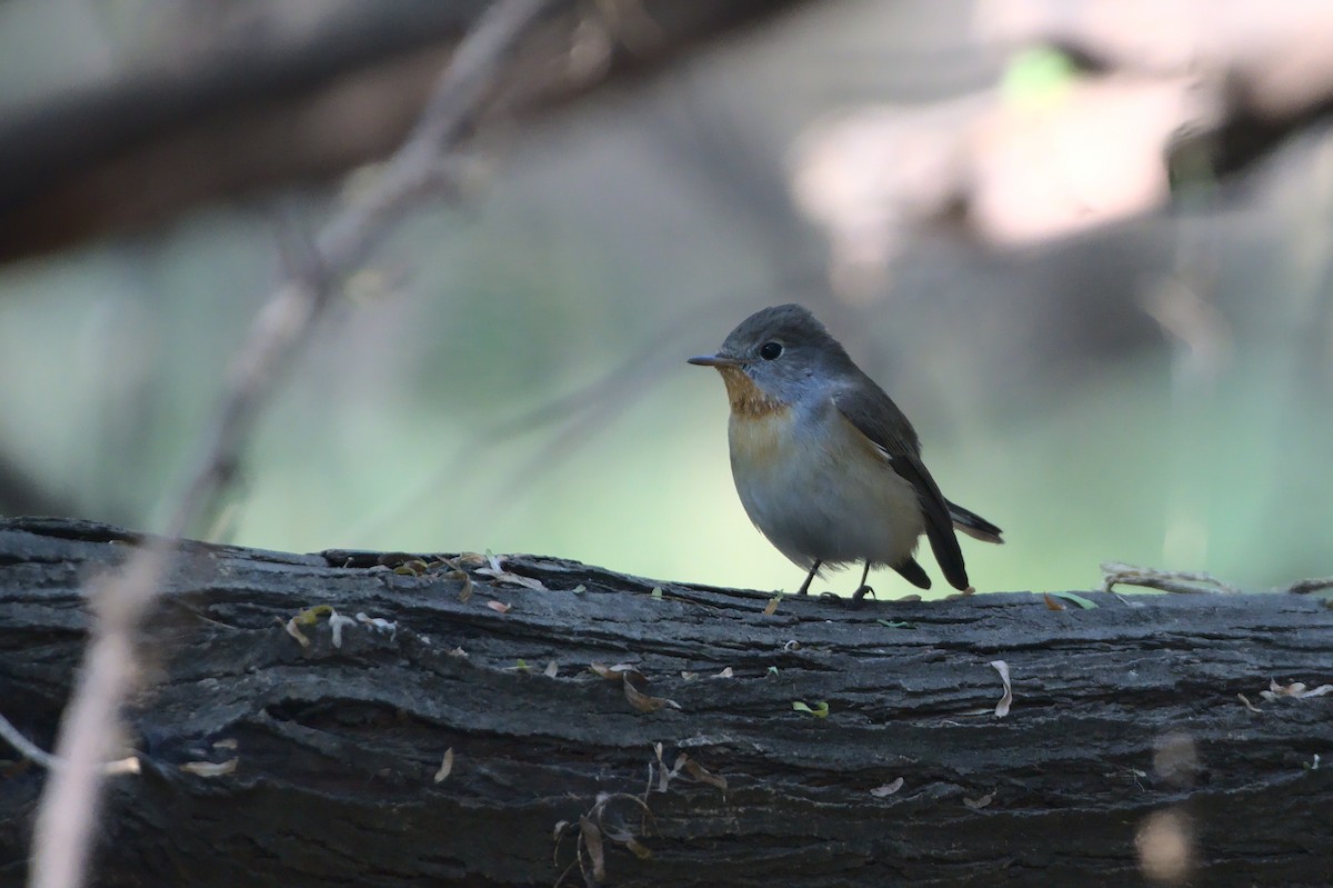 Red-breasted Flycatcher - ML516380361