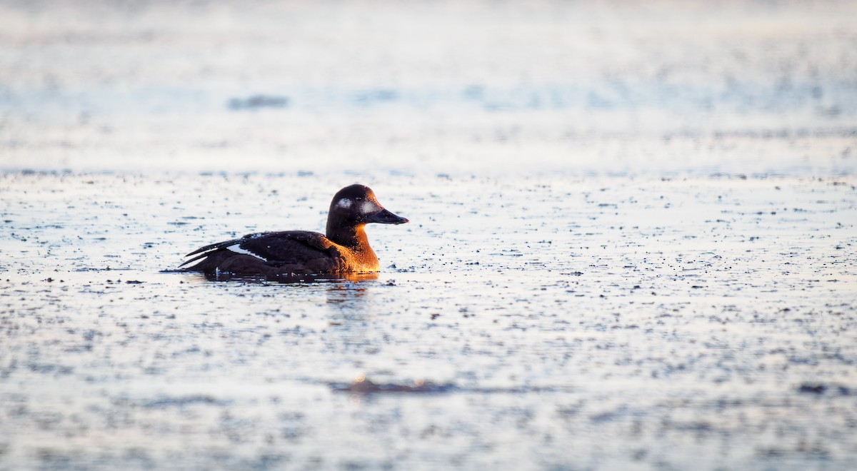 Velvet Scoter - ML516381461