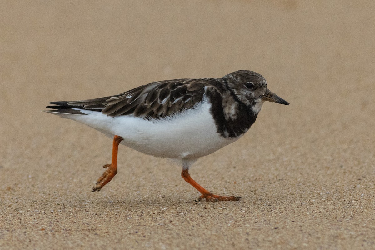 Ruddy Turnstone - ML516382401