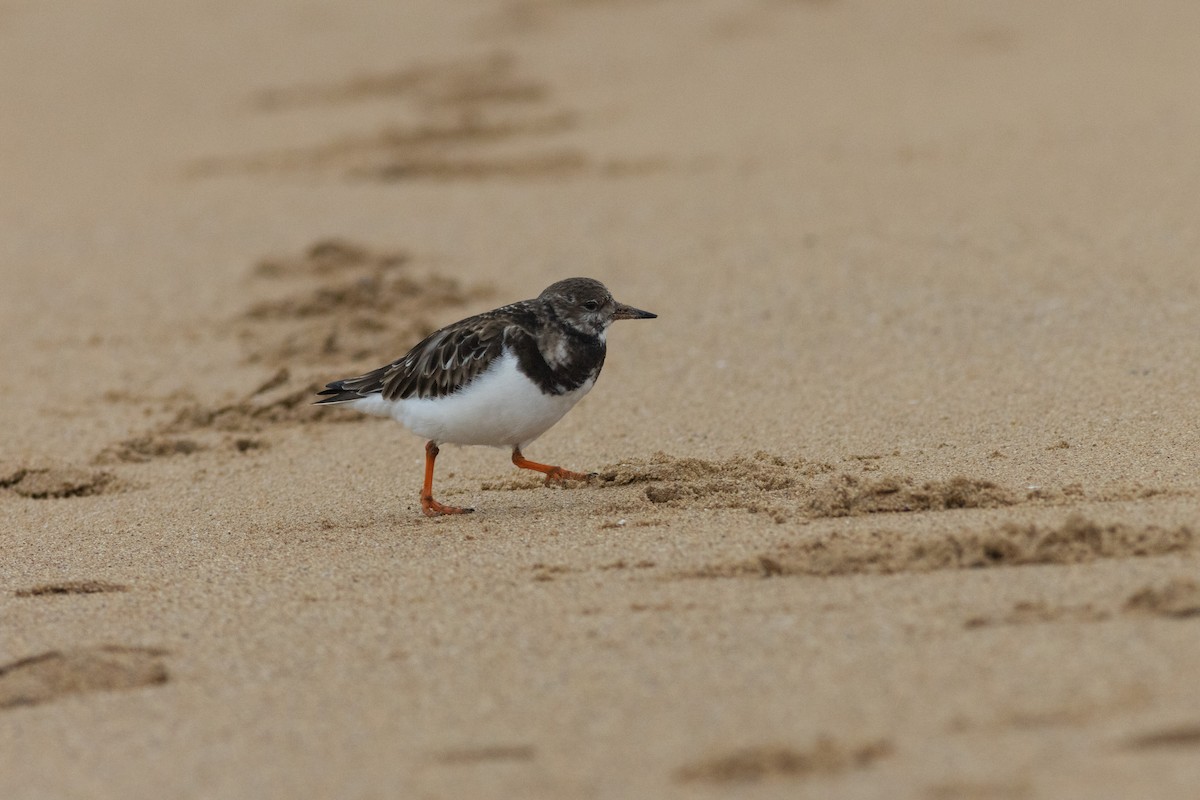 Ruddy Turnstone - ML516382411