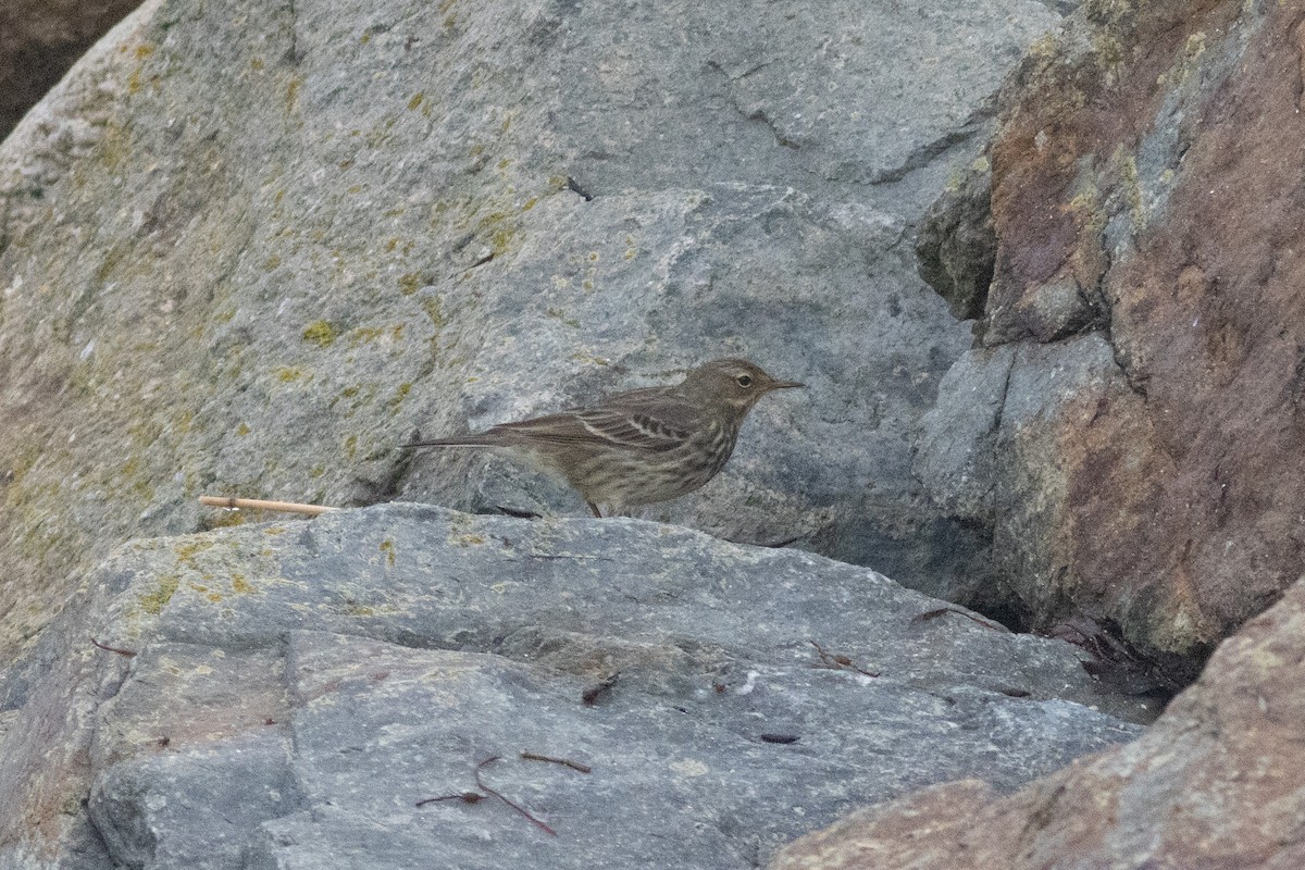 Rock Pipit - ML516382441