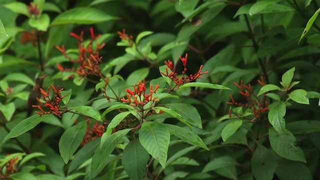 Cinnamon Hummingbird (Mainland) - ML516383