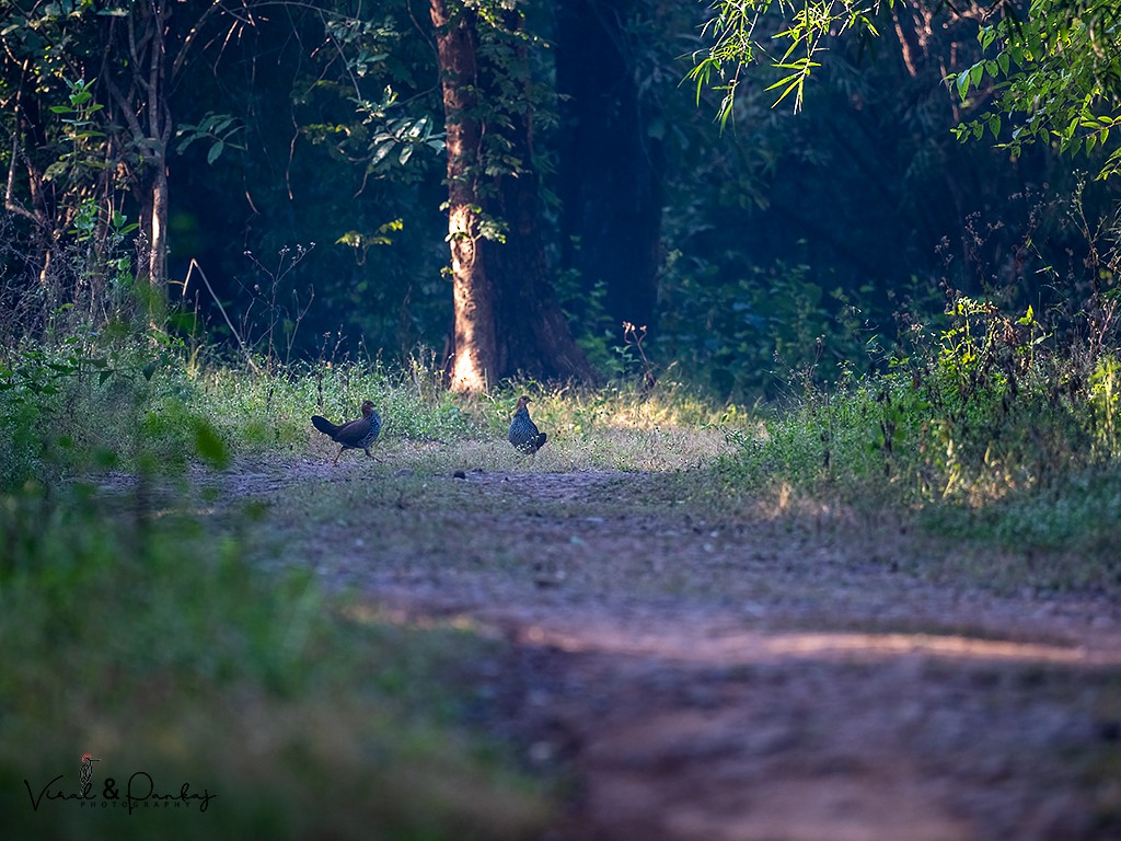 Gray Junglefowl - ML516383641