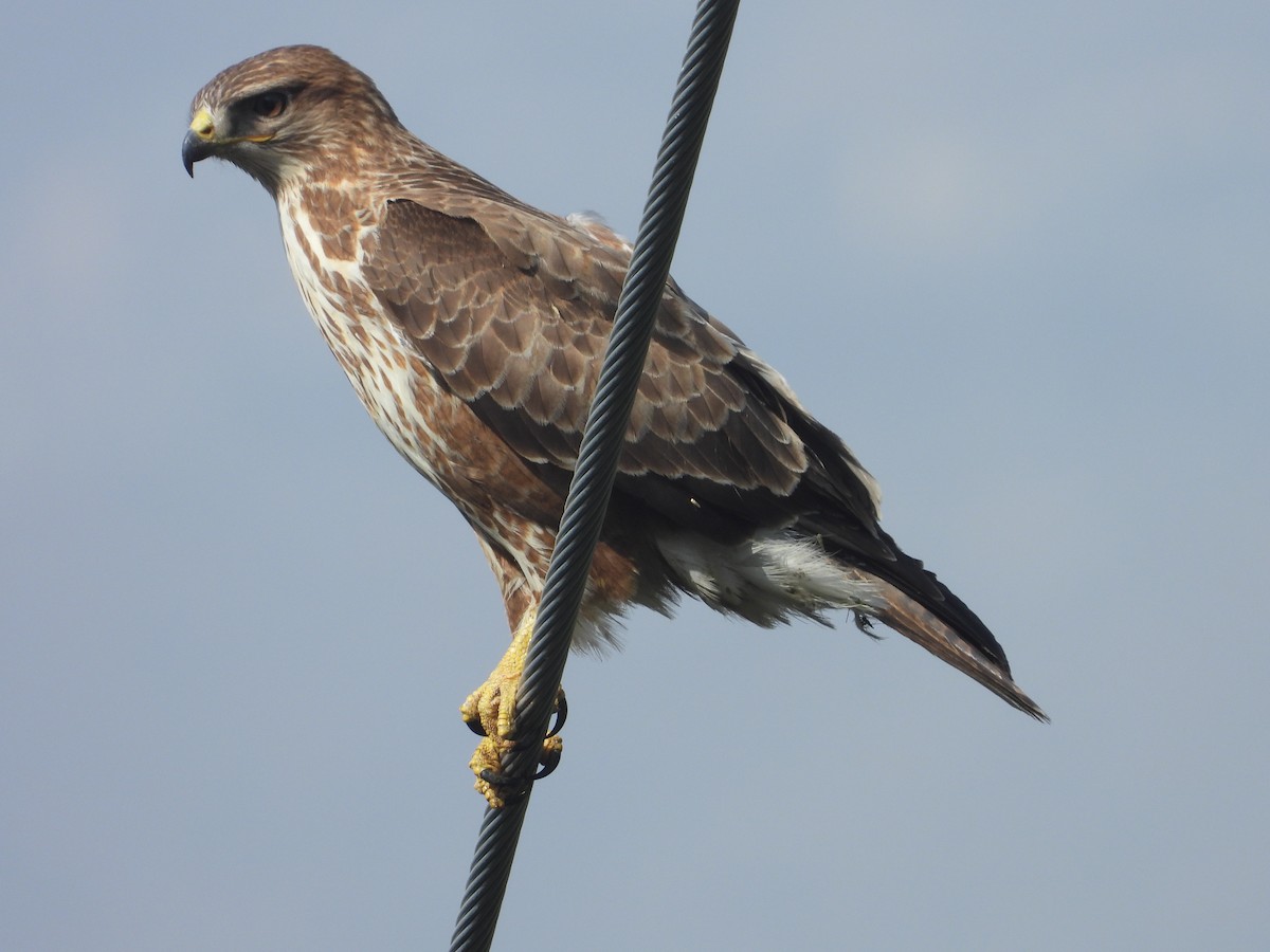 Common Buzzard (Steppe) - ML516384061