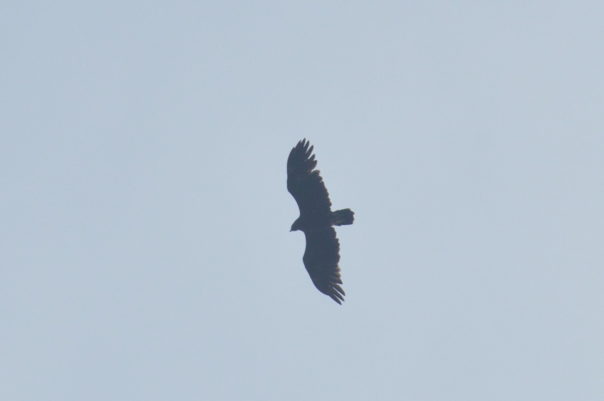 Greater Spotted Eagle - ML516384141