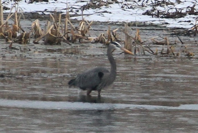 Great Blue Heron - Jennifer Allison