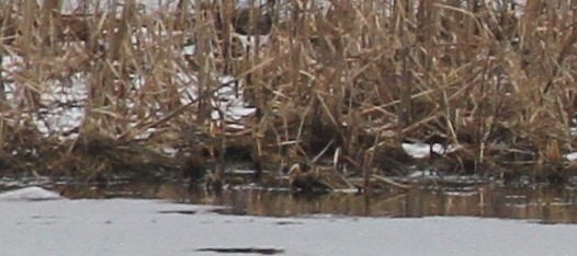 Wilson's Snipe - ML51638511