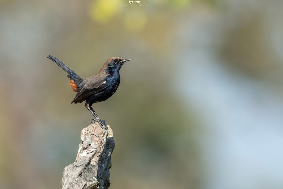 Indian Robin - Deepak Budhathoki 🦉