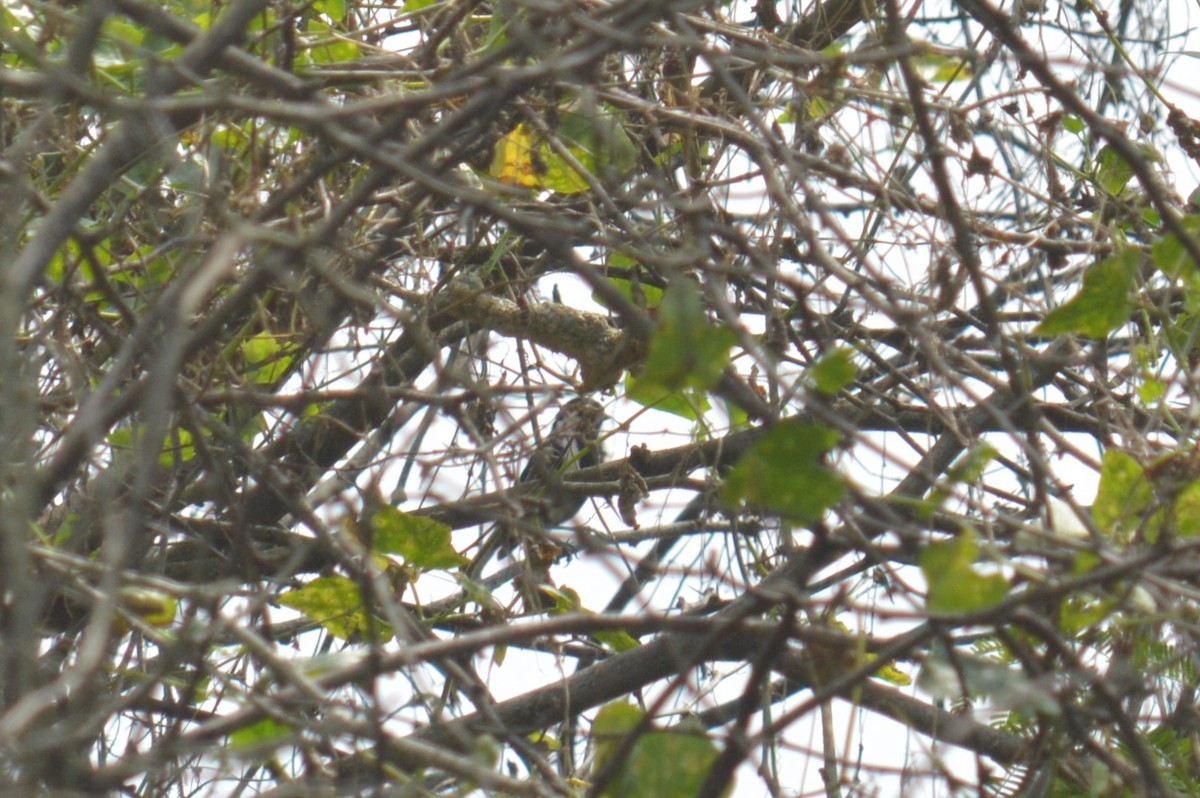 White-naped Tit - ML516385961