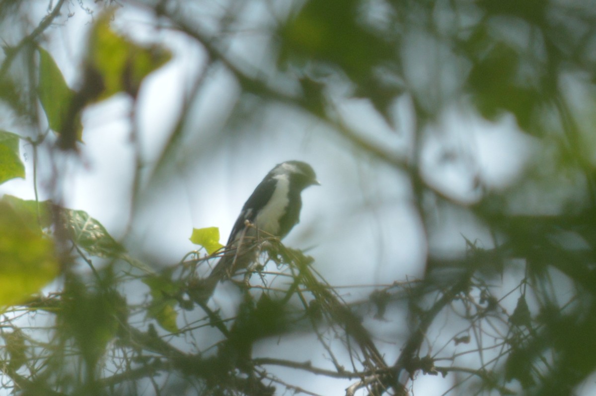 White-naped Tit - ML516385971