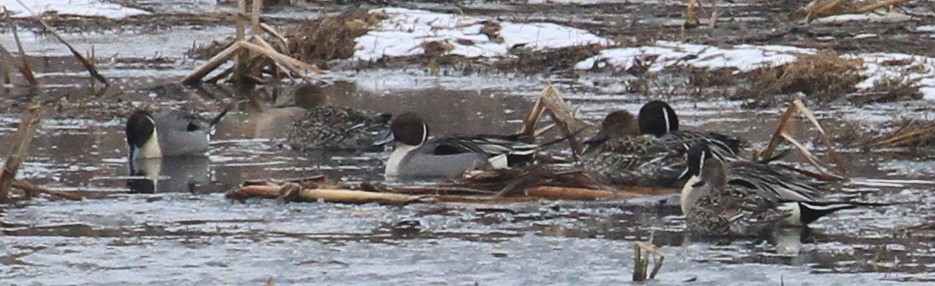 Northern Pintail - ML51638631