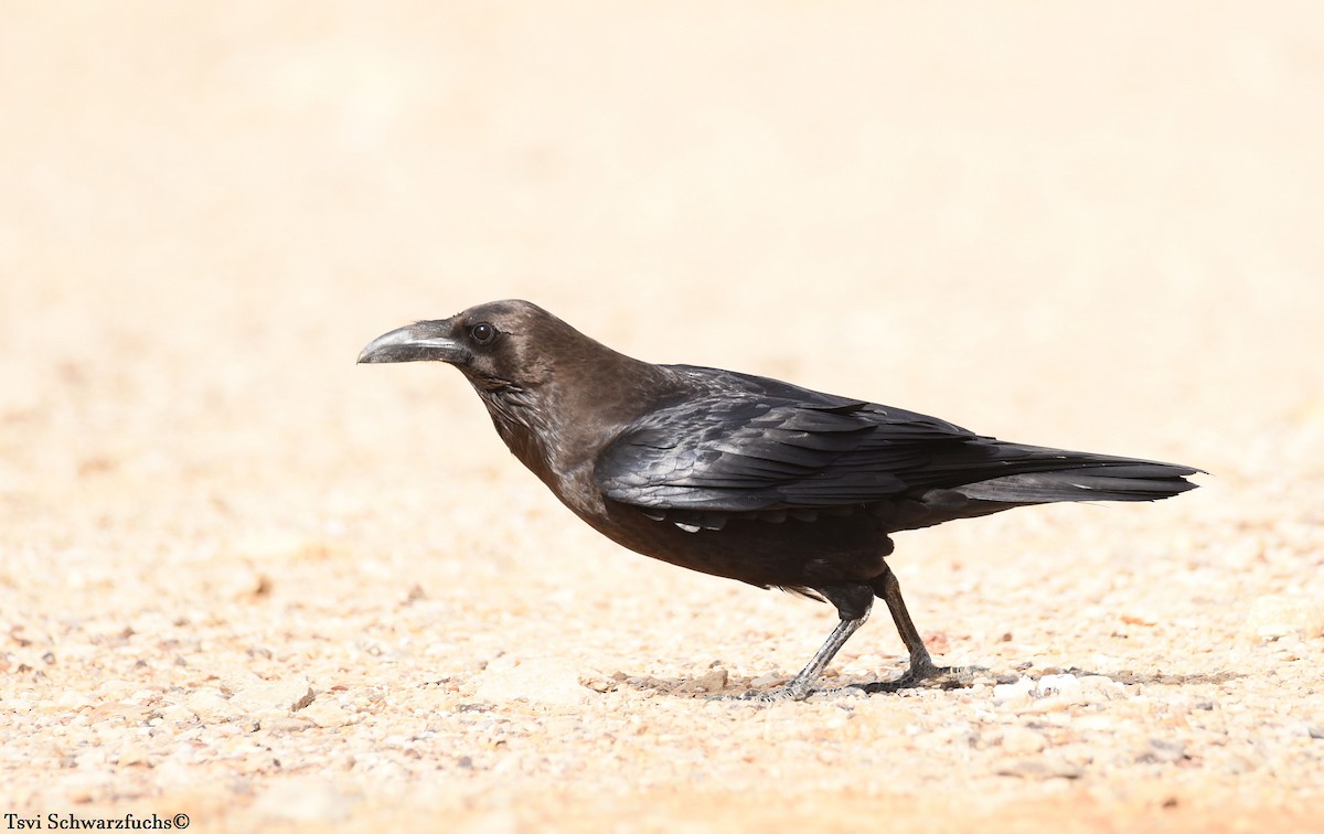 Brown-necked Raven - ML516387741