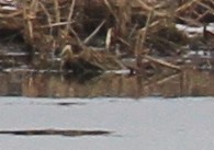 Wilson's Snipe - ML51638791