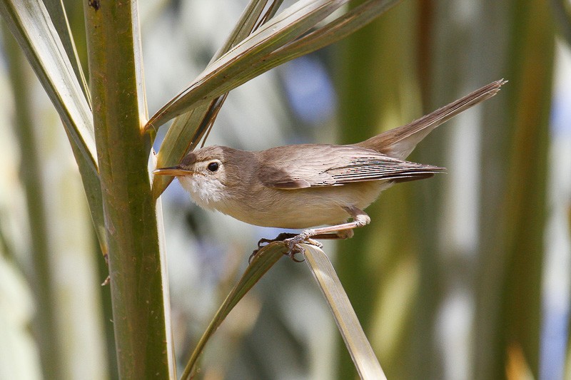 שיחנית מערבית - ML51638881