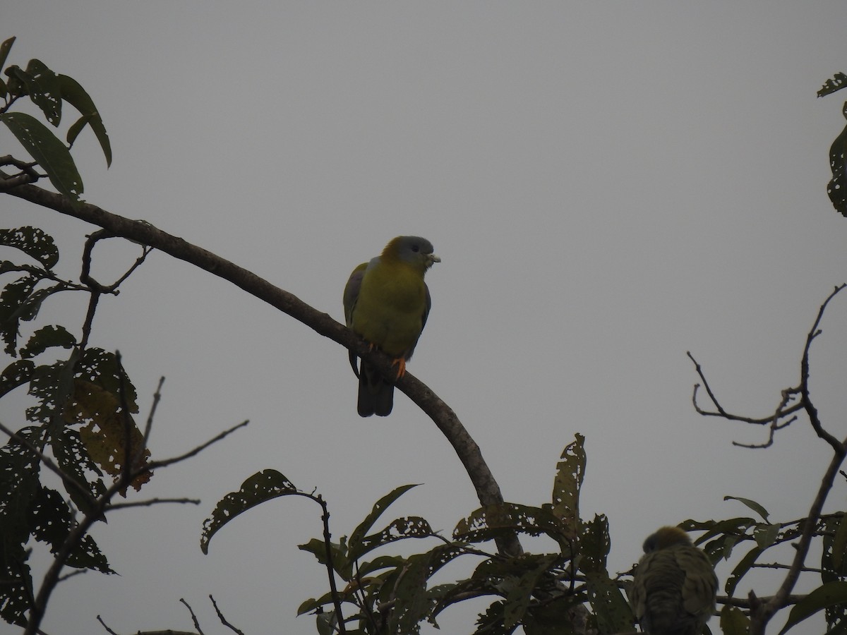 Yellow-footed Green-Pigeon - ML516389241