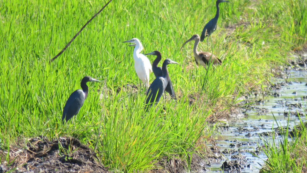 Little Blue Heron - ML516389251