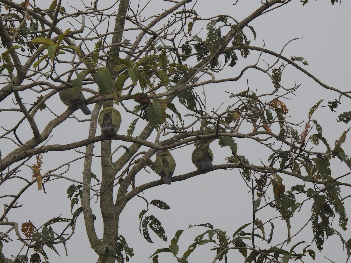 Yellow-footed Green-Pigeon - ML516389261