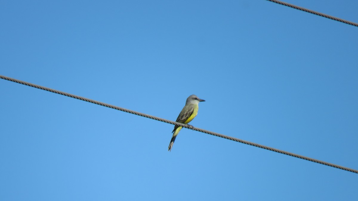 Tropical Kingbird - ML516389681