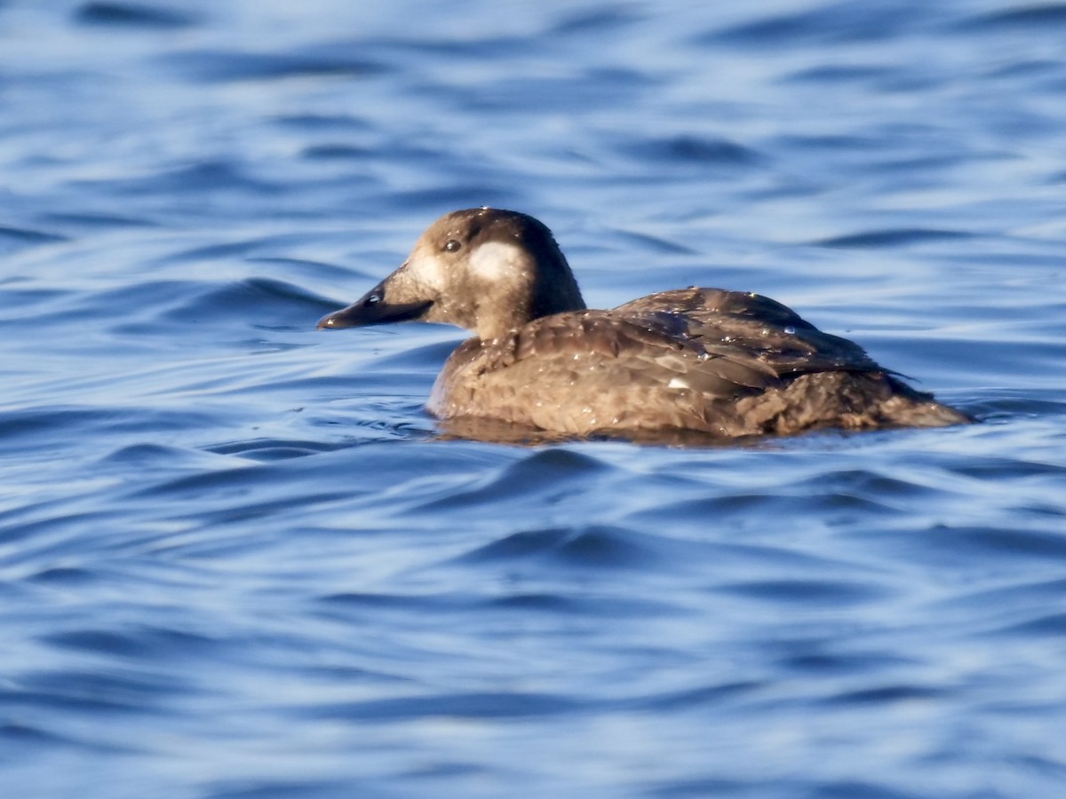 White-winged Scoter - ML516389761