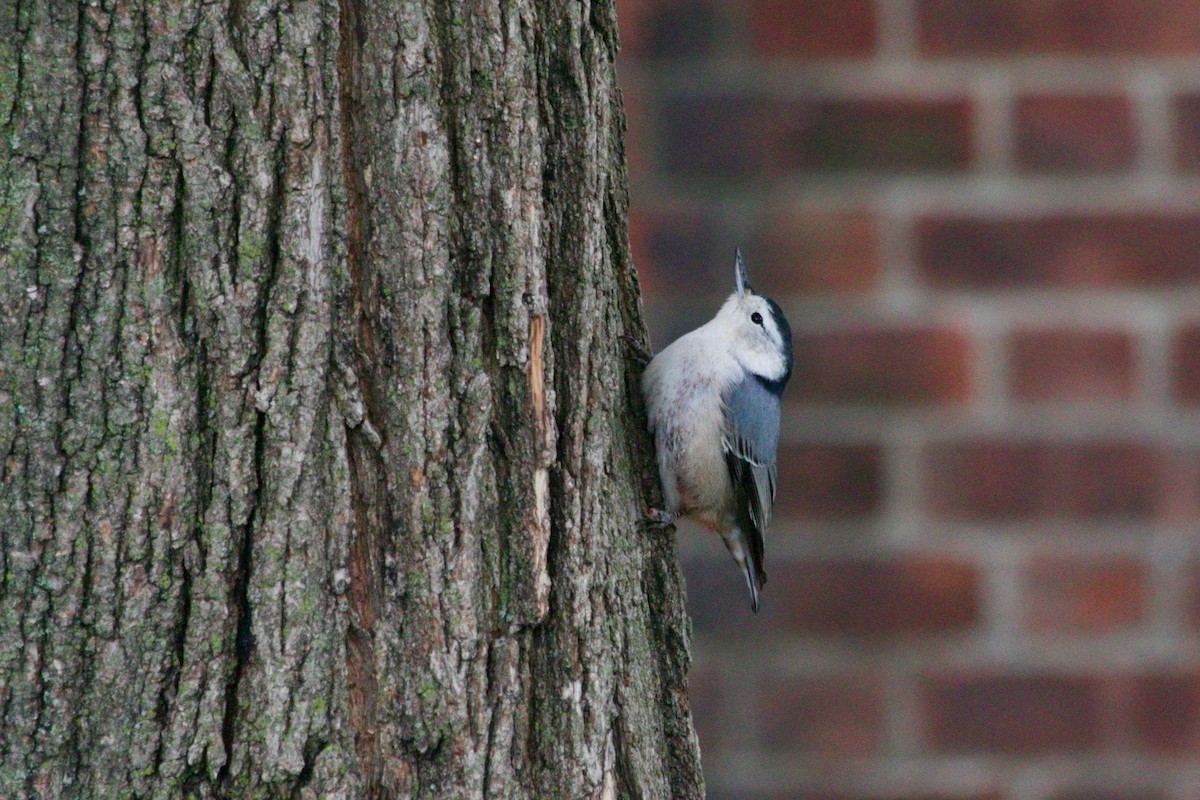 White-breasted Nuthatch - ML516389921