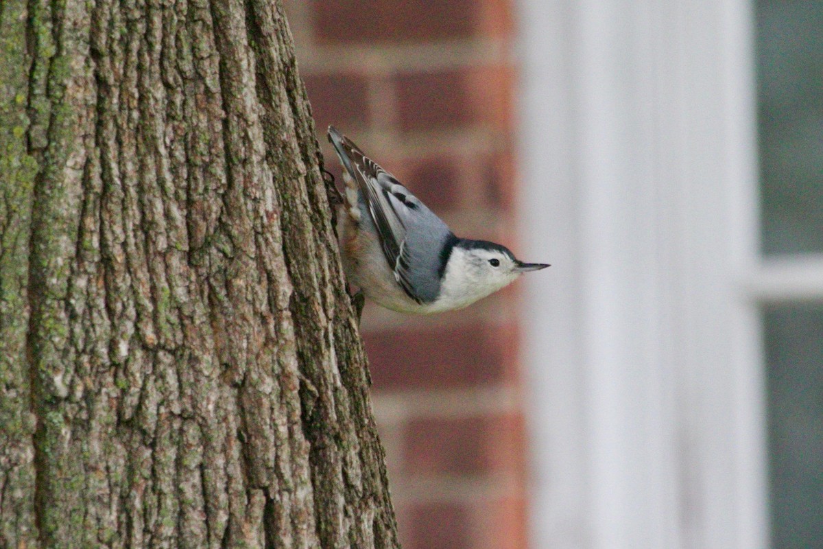 White-breasted Nuthatch - ML516389931