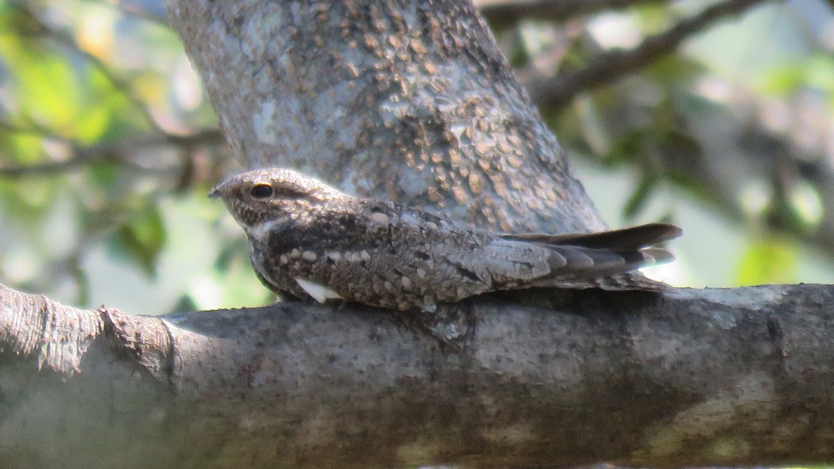 Lesser Nighthawk - ML516390131