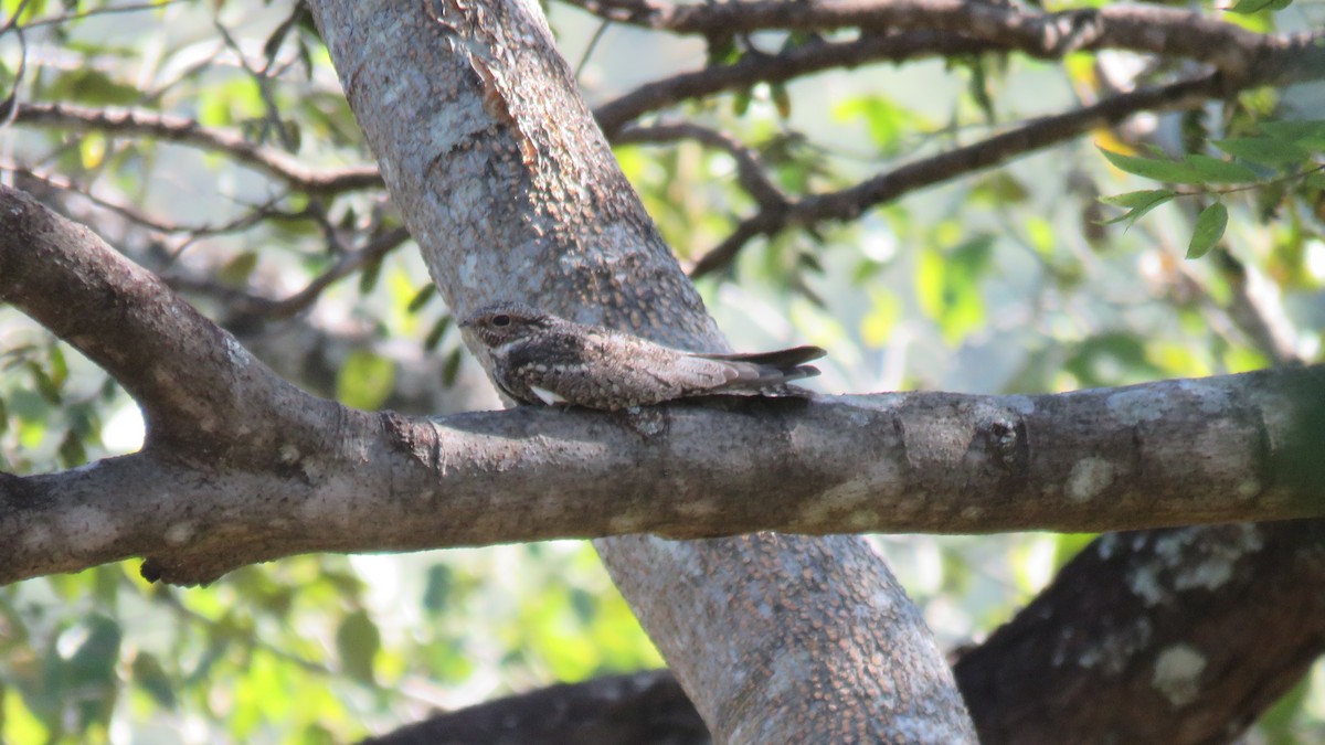 Lesser Nighthawk - ML516390161