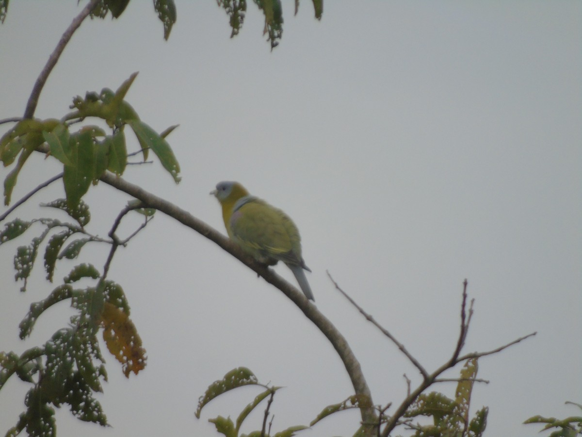 Yellow-footed Green-Pigeon - ML516390601