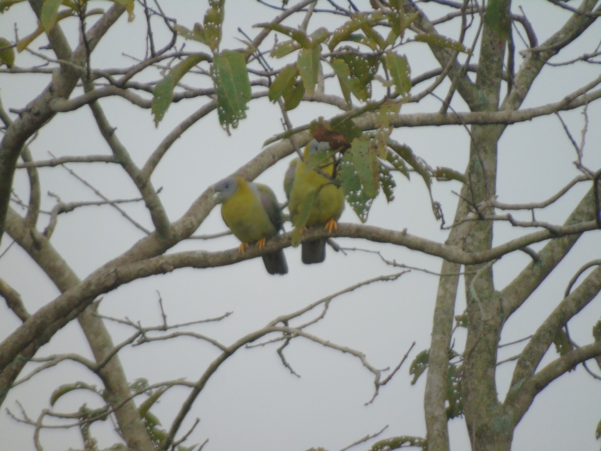 Yellow-footed Green-Pigeon - ML516390611