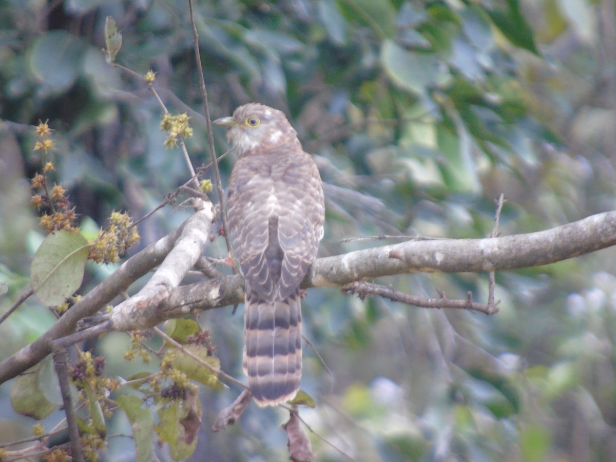 Common Hawk-Cuckoo - ML516390841