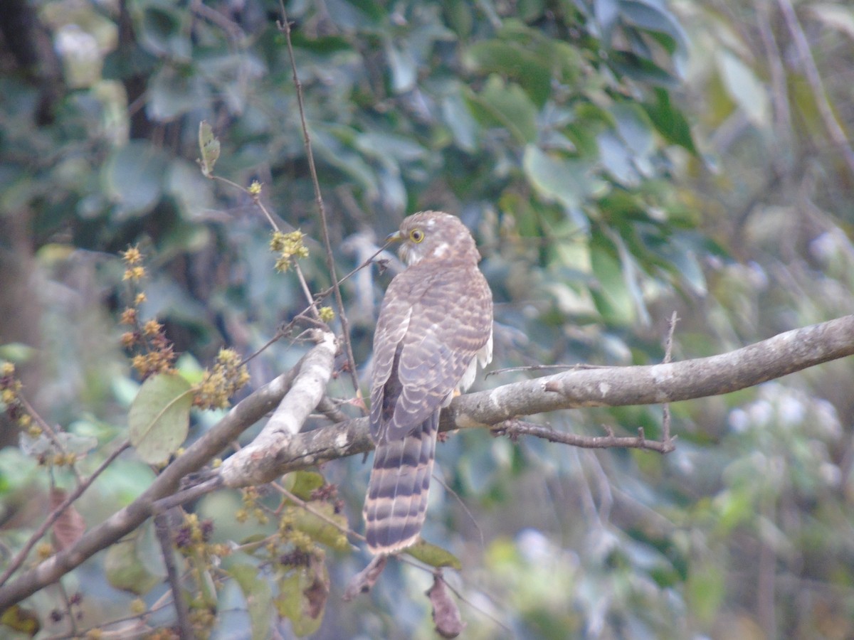 Common Hawk-Cuckoo - ML516390851