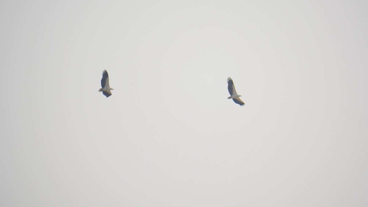 Pigargo Oriental - ML516391521