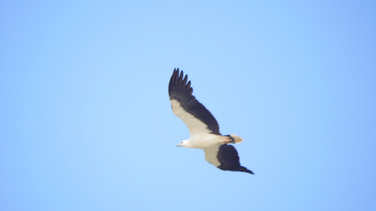 Pigargo Oriental - ML516391551