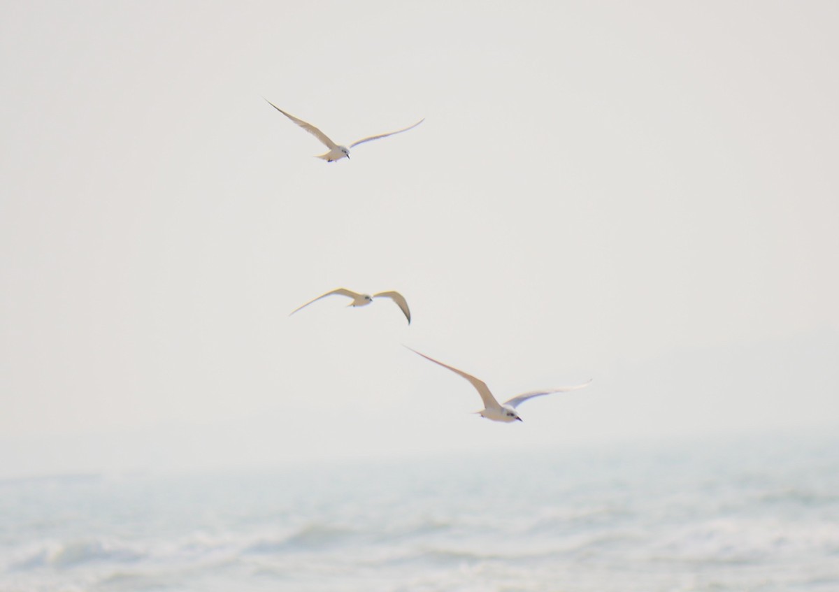 Fumarel Cariblanco - ML516392271