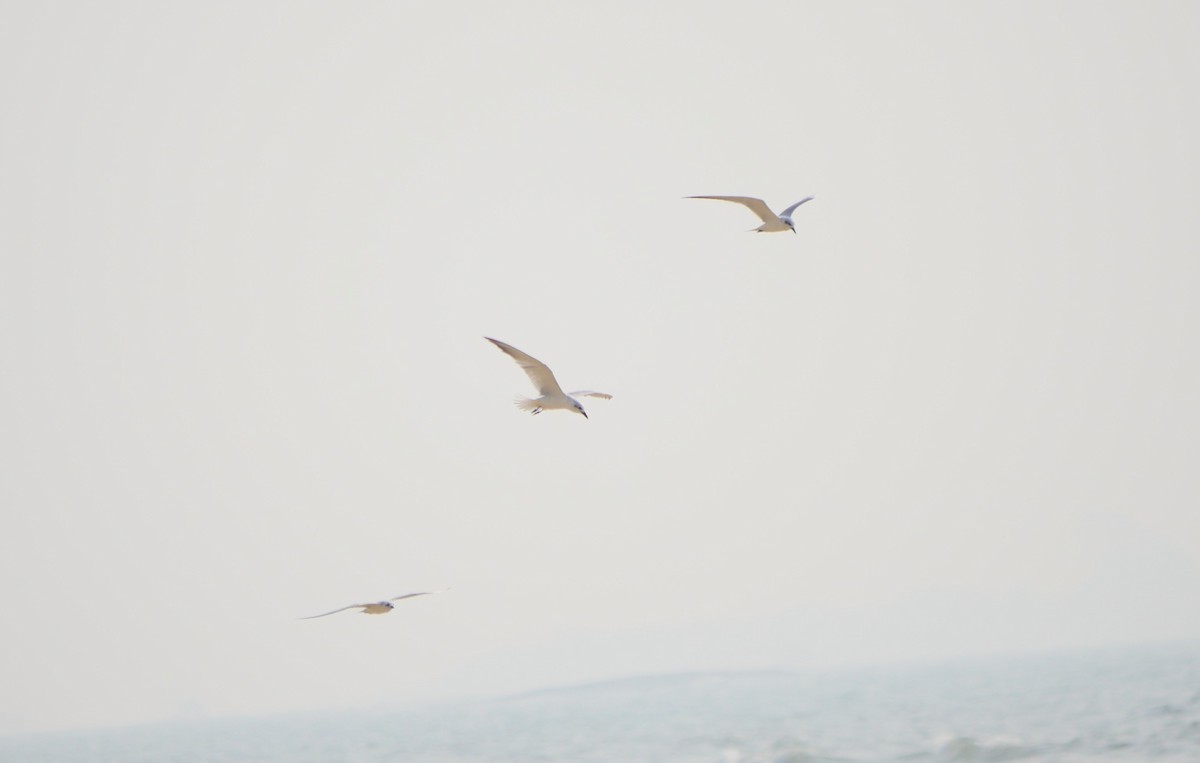 Fumarel Cariblanco - ML516392281